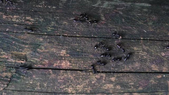 Ants on way on wooden fence - (4K)