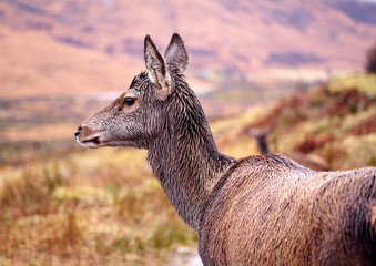 Hirsche im Winter in Schottland