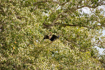 Marrecos selvagens desfrutam da natureza com liberdade