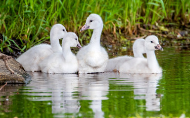 A group of cygnets (baby swan) are enjoying summer time in a lake