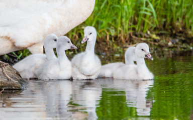 A group of cygnets (baby swan) are enjoying summer time in a lake