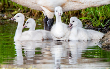 A group of cygnets (baby swan) are enjoying summer time in a lake