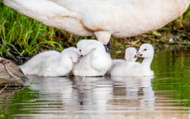 A group of cygnets (baby swan) are enjoying summer time in a lake