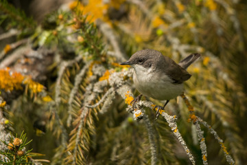Lesser whitethroat (Sylvia curruca). Polesie. Ukraine