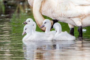 Cygnets and their parents are enjoying summer time in a lake	