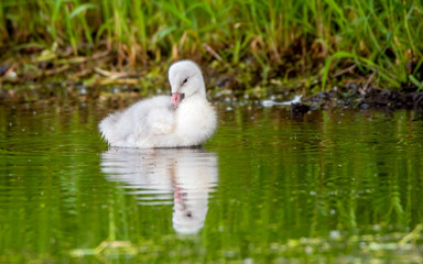 Obraz premium A group of cygnets (baby swan) are enjoying summer time in a lake