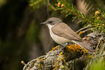 Lesser whitethroat (Sylvia curruca). Polesie. Ukraine