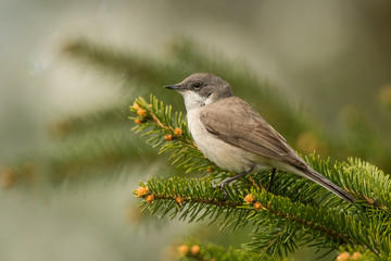 Obraz premium Lesser whitethroat (Sylvia curruca). Polesie. Ukraine