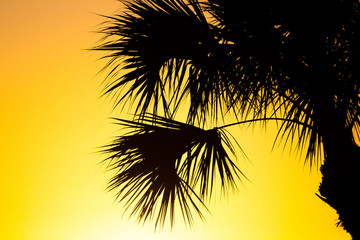 Palmetto Sunrise, Port St. Lucie, Florida