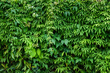 Nature background of wall of green vine covered wall, assorted vine plants
