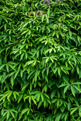 Nature background of wall of green vine covered wall, assorted vine plants