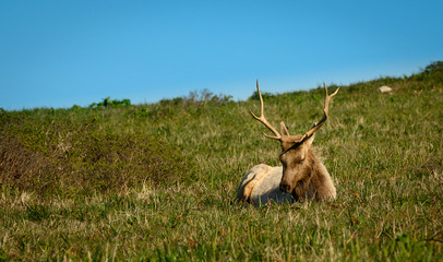 Close Up of Sleeping Male Tule Elk