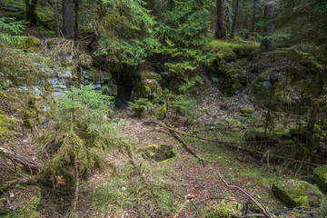 old stone ruin in forest