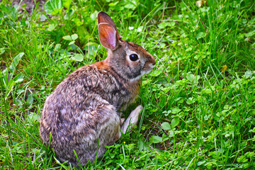 Hare in garden