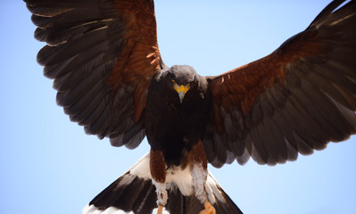 Falcon