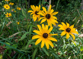 Black Eyed Susan Flowers Along Trail