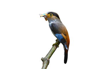 Closeup bird isolated on white background ,Silver-breasted Broadbill