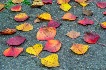 Fototapeta na wymiar colorful autumn leaves on asphalt road, top view of fall season background