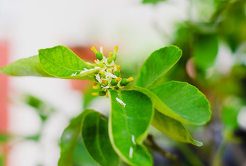 Citrus limon, the lemon tree, is a small perennial fruit tree. Its fruit is lemon