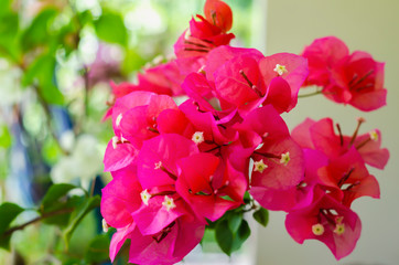 The genus Bougainvillea, known by the common names of bougainvillea, bougainvillea, bugambili, papelillo, Napoleon, trinitaria, veranera and santa Rita,