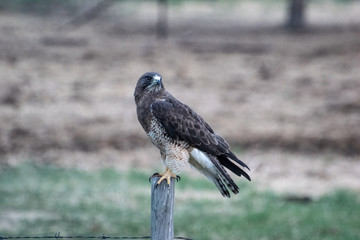 bird of prey