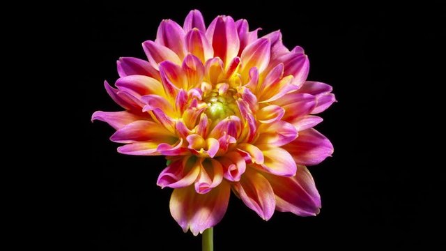 Time lapse of a beautiful dahlia opening up.