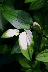 緑の葉の一部が白くなる半夏生