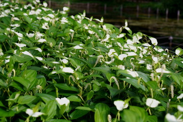 緑の葉の一部が白くなる半夏生