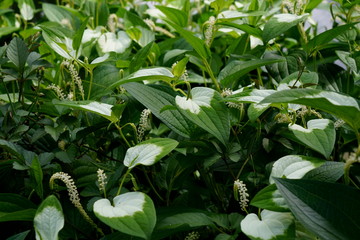 12 641 Spreading Botanical Wall Murals Canvas Prints Stickers Wallsheaven