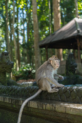 Monkeys in the monkey park