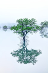 朝靄と新緑の白川湖