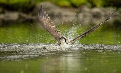 Osprey Fishing