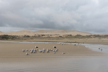 The Te Paki Stream flows out across Ninety Mile Beach in Northland, New Zealand. Gulls in the foreground and the huge Te Paki sand dunes in the background.