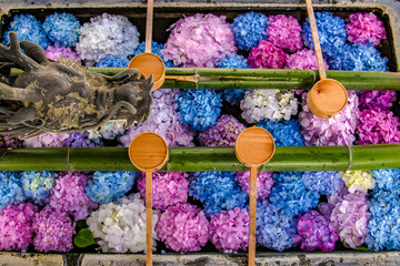 柳谷観音の紫陽花