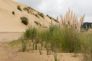 Plumed tussock grass, or toitoi, beside the Te Paki stream among huge sand dunes in Northland, New Zealand.