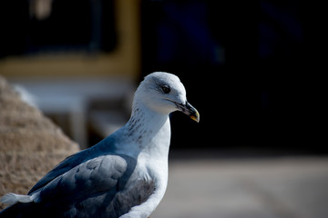 A seagull perched on a rock wall