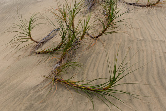 Golden sedge grass, or pingao, on Te Paki sand dunes in Northland, New Zealand.