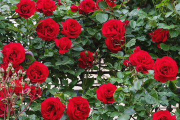 Red roses, vertical garden decoration in summer
