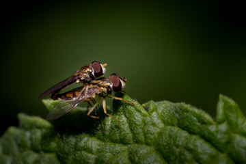 two friendly flies matting on leaf