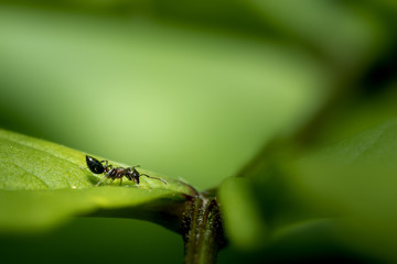 Ant on leaf with negative space, size does not matter stand out in the world