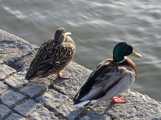 PATO DE COLLAR EN ORILLA DE LAGO EN ISLANDIA REIKIAVIK - ANAS PLATYRHYNCHOS - ÁNADE REAL - AZULÓN