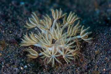 Fototapeta na wymiar A small soft coral, Xenia sp., grows on a black sand seafloor in Lembeh Strait, Indonesia. This area is home to an extraordinary array of marine biodiversity and is a popular destination for divers.