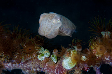 A small cuttlefish, Sepia sp., hovers over the seafloor in Lembeh Strait, Indonesia. This area is home to an extraordinary array of marine biodiversity and is a popular destination for divers.