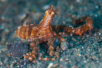 A Wonderpus, Wunderpus photogenicus, explores the black sand seafloor in Lembeh Strait, Indonesia. This rare cephalopod is a crepuscular creature.