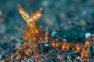 A Wonderpus, Wunderpus photogenicus, explores the black sand seafloor in Lembeh Strait, Indonesia. This rare cephalopod is a crepuscular creature.