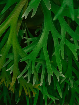 Staghorn Ferns Pattern