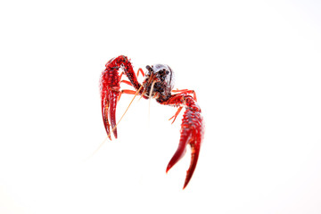 Crayfish