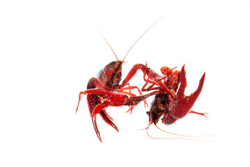 Crayfish