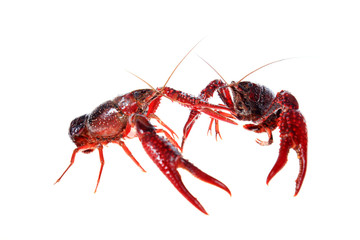 Crayfish