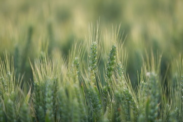 Fototapeta premium The mature wheat